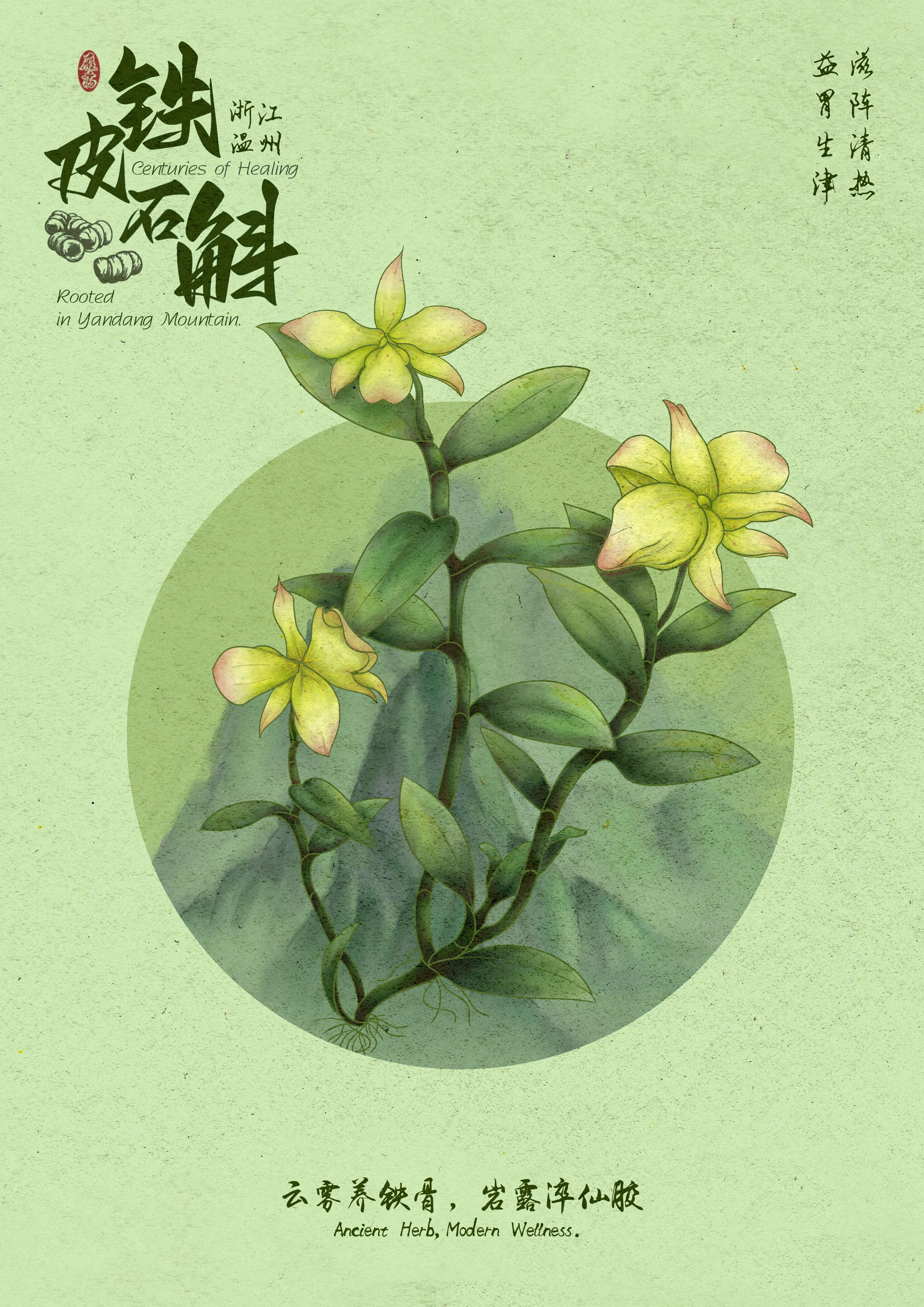 铁皮石斛海报2
