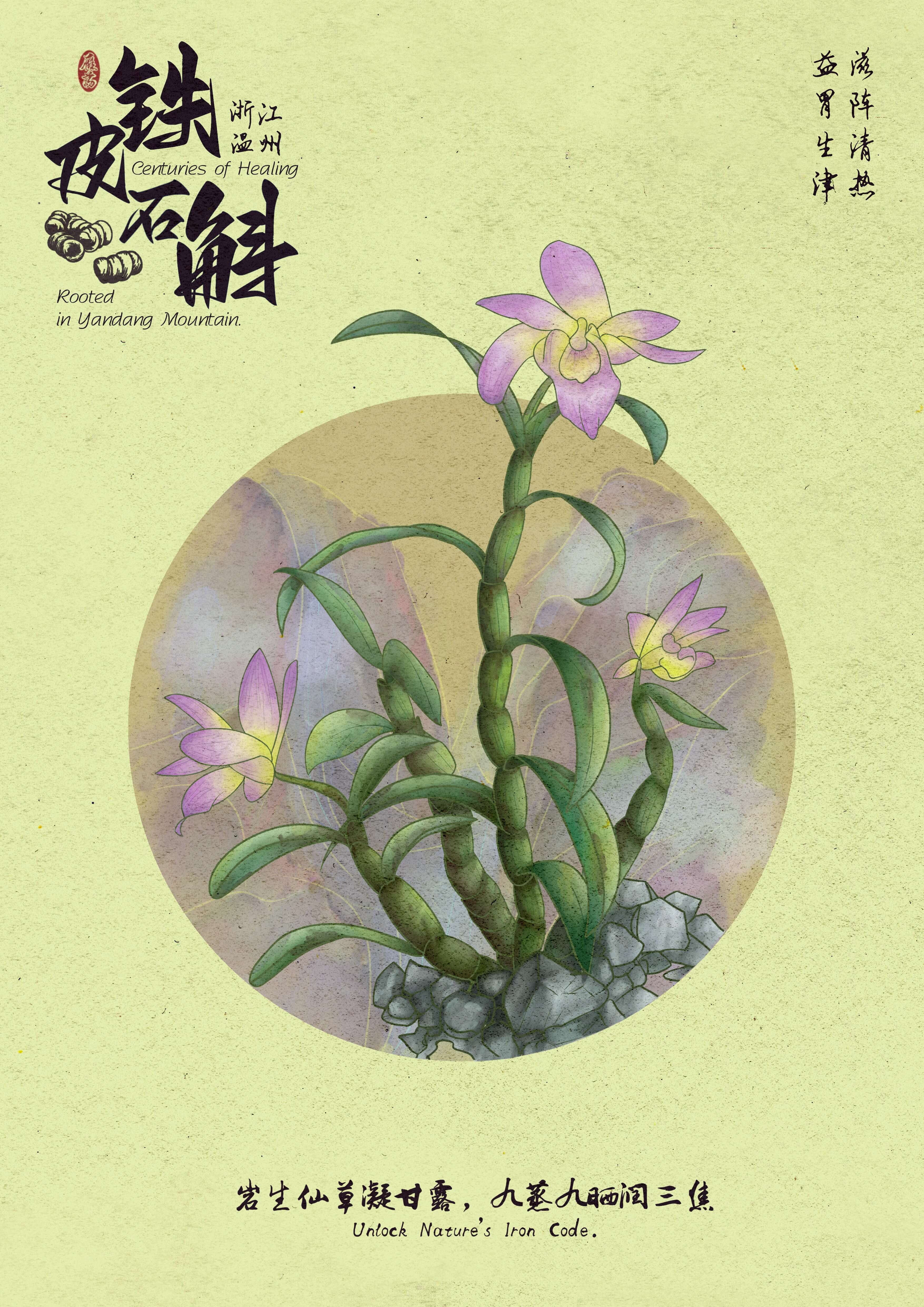 铁皮石斛海报3